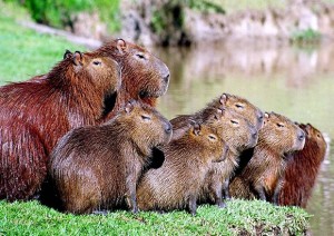 Create meme: a pet capybara, Vdovenko capybara, the largest rodent is the capybara
