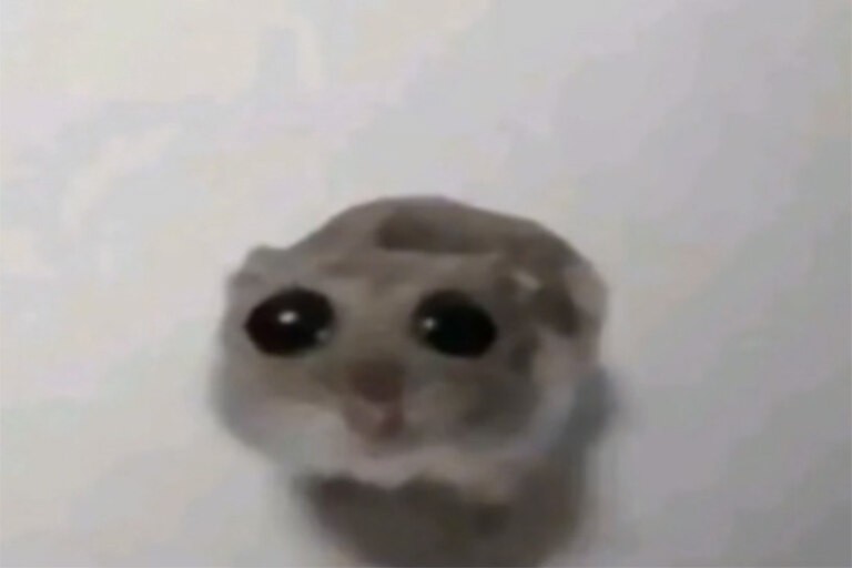 Create meme: hamster with big eyes meme, meme hamster with a cross, The sad hamster meme