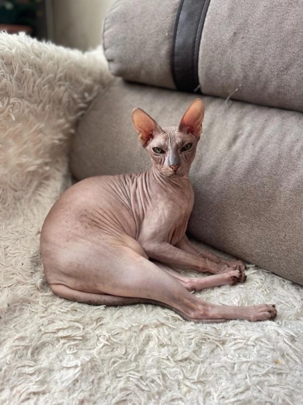 Create meme: the Sphynx breed , cat Sphynx, Sphynx 