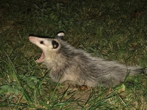 Create meme: water opossum, opossum animal, possum