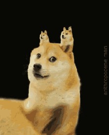 Create meme: shiba inu, Shiba inu doge