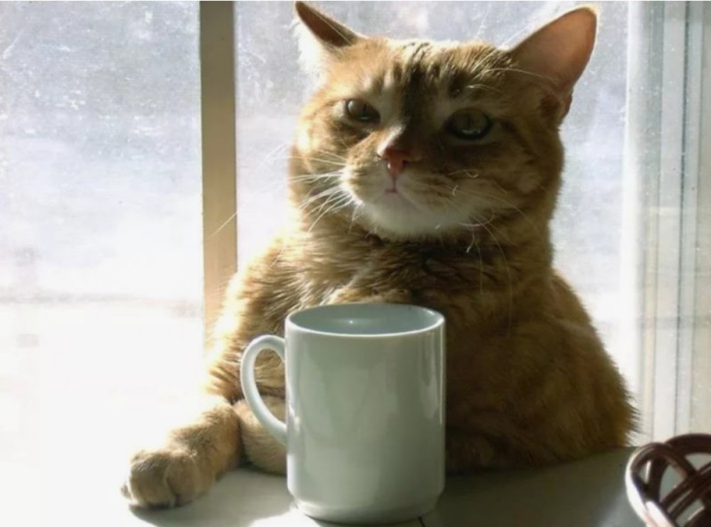 Create meme: morning coffee cat, morning cat, cat with a cup of coffee