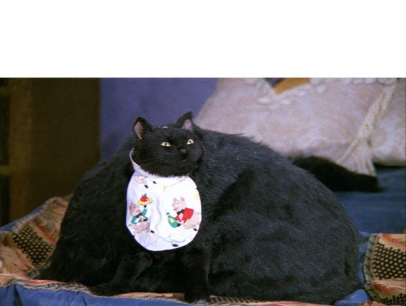 Create meme: The cat from sabrina, Sabrina the little witch fat cat, Salem the cat from Sabrina