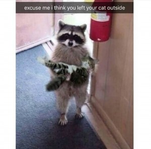 Create meme: raccoons, raccoon gargle