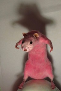Create meme: rat, cute animals, funny hamsters