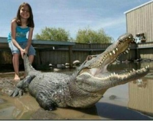 Создать мем: крокодил самый большой в мире, аллигатор и крокодил, большой крокодил