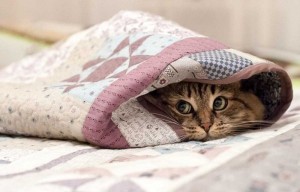 Create meme: cat under a blanket, the cat in the blanket, cat under a blanket