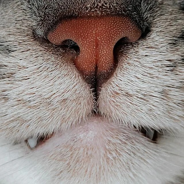 Create meme: cat nose, cat , the nose of the cat 