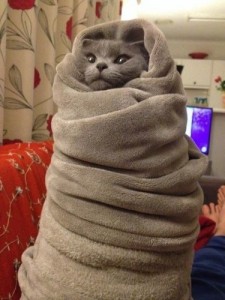Create meme: wrap yourself in a blanket, the cat in the blanket, The cat in the blanket