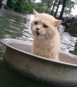 Create meme: cat, cat in bowl with water, the cat in the basin