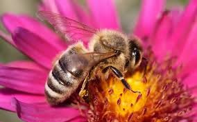 Создать мем: пчелав в опыление растений, пчела на цветке, пчелка на цветке картинка