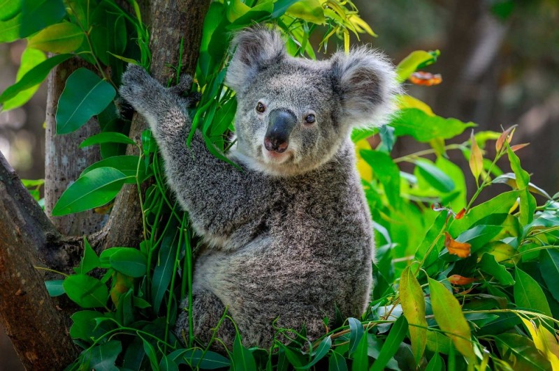 Create meme: Koala , animal Koala, kuala animal
