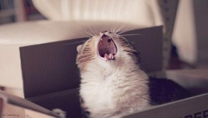 Create meme: Kote, screaming cat, yawning cat