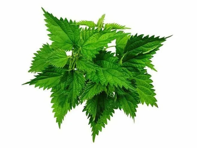 Create meme: nettle leaf, nettle bush, stinging nettle 