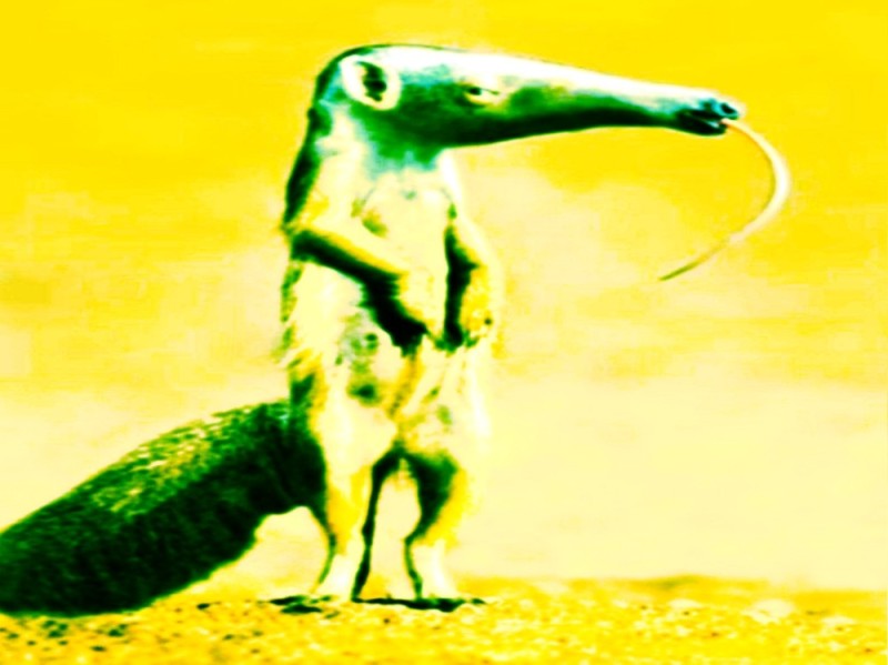 Create meme: anteater, Salvador Dali's anteater, Dali is an anteater