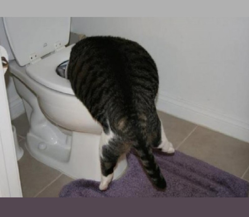 Create meme: cat , the cat on the toilet, teaching a cat to the toilet