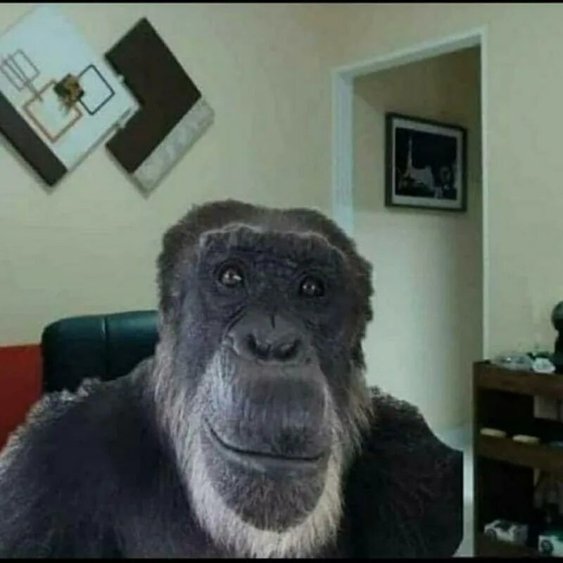 Create meme: chupapi munyan, monkey smiles meme, gorilla monkey