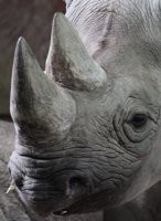 Create meme: The rhinoceros is black, Rhino , rhinoceros nose