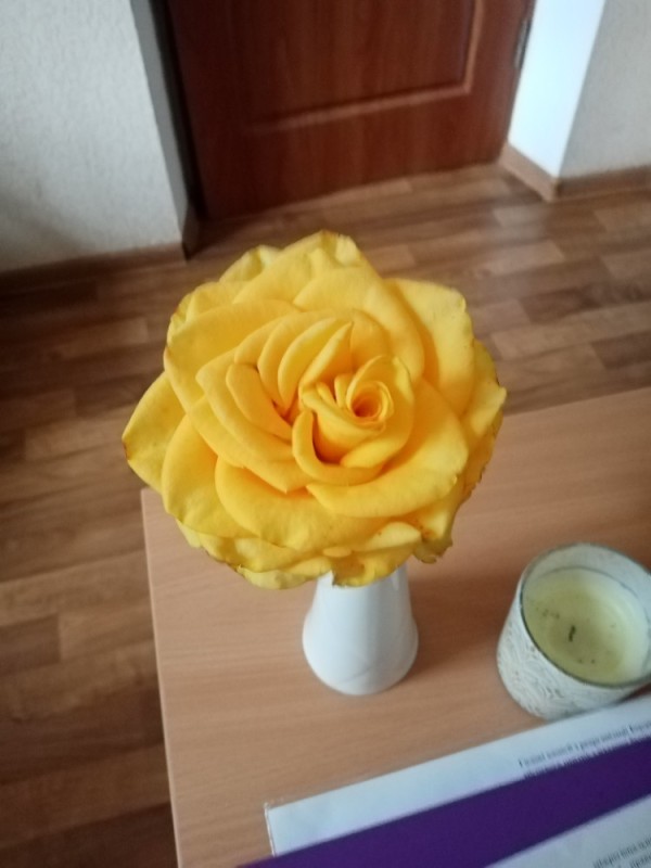 Create meme: yellow rose, a rose made of isolon, a bush rose made of isolon