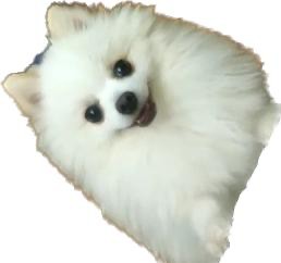 Create meme: breed Spitz, breed Pomeranian, Spitz dog