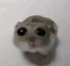 Create meme: the hamster meme, meme hamster , The sad hamster meme