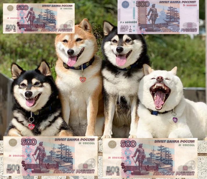 Создать мем: смешные животные, shiba inu, шиба ину