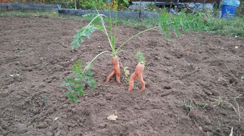 Create meme: carrots , carrot, rabbit carrot plant