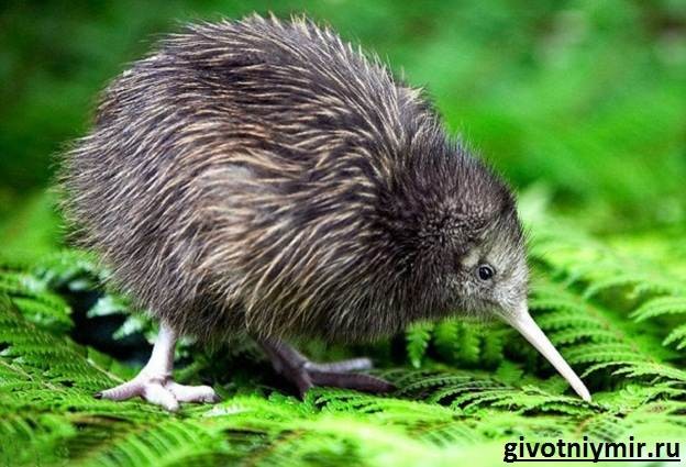 Create meme: the kiwi , small grey kiwi, brown kiwi