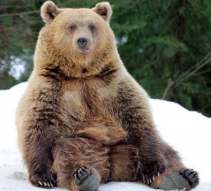 Create meme: bear, brown bear