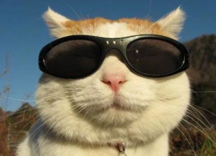 Create meme: cat in glasses , cat with glasses meme, cat with black glasses