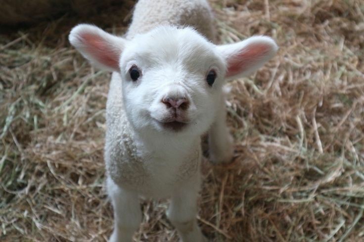 Create meme: the ram is small, cute baby animals, little lambs