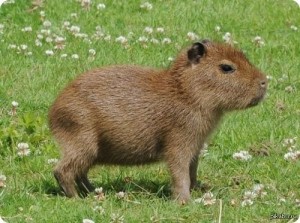 Create meme: capybara cub, rodent capybara, capybaras