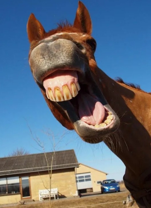 Create meme: neighing horse, horse funny, horse teeth