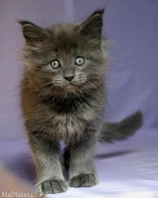 Create meme: kittens the Maine Coon , maine coon, maine coon breed