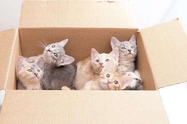 Create meme: a box of kittens, kittens in a box, kitties 