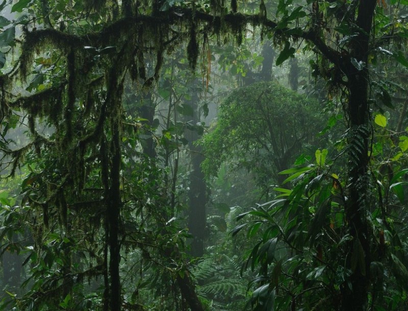 Создать мем: тропические леса коста-рика, джунглей, monteverde cloud forest costa rica