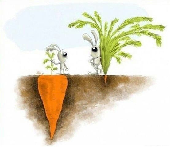 Create meme: two hares with a carrot, Look at the root, carrot