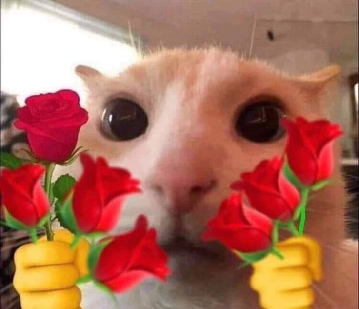 Create meme: meme cats, cat , cat with a rose meme