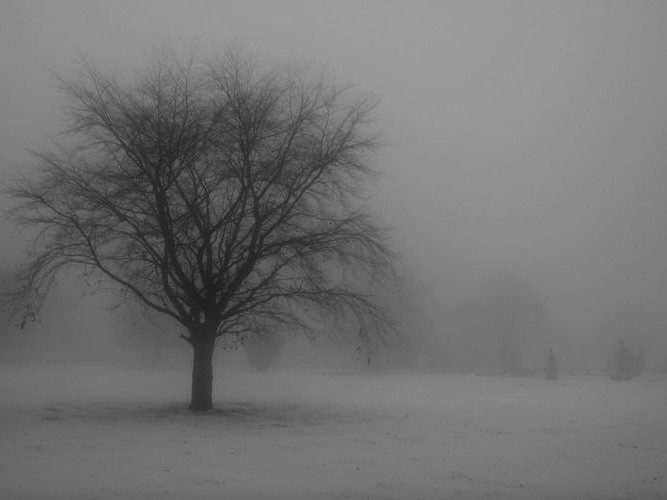 Create meme: Snow is loneliness, trees in the fog, winter