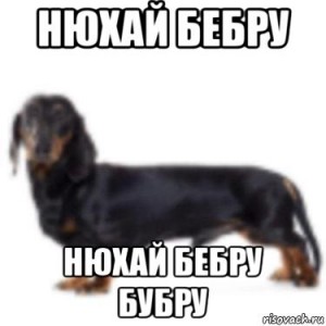 Create meme: Dachshund standard, Dachshund dog, Dachshund