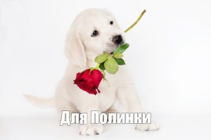 Create meme: puppy with flowers, a dog with flowers, a postcard for a girl