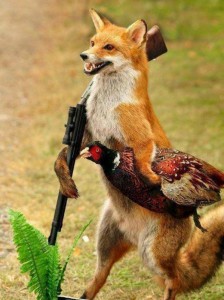 Create meme: Fox photo, red fox, pictures of rabid foxes