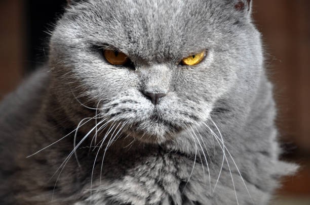 Create meme: the cat is evil, the cat is evil, British cat 