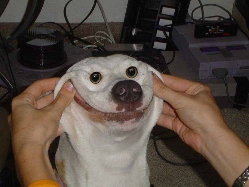 Create meme: stupid smile, smiling dog meme, The dog is smiling