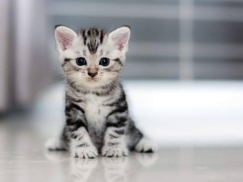 Create meme: american shorthair kitten, American shorthair kittens, The American shorthair cat is small