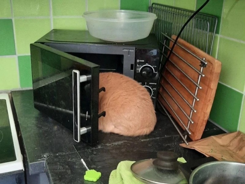 Create meme: microwave, cool microwave, cat 