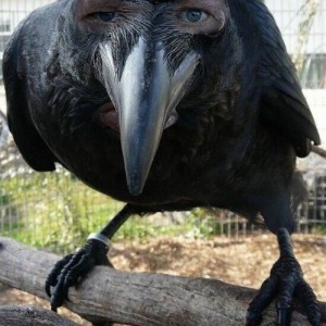 Create meme: large birds, black bird, Raven crow