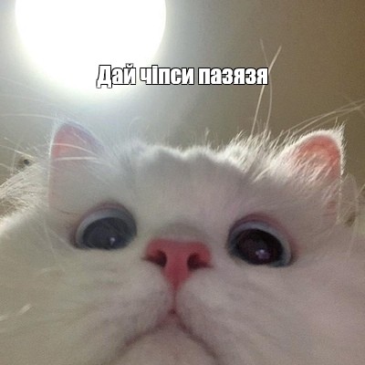 Милый котик мем