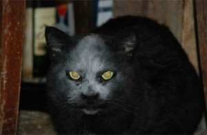 Create meme: black cat, scary black cat, black cat