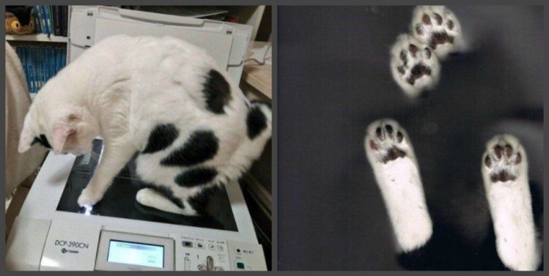 Создать мем: кот и принтер, лапки кошки, кот